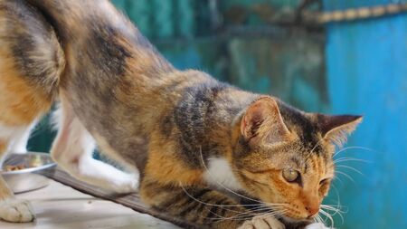 angry cat ready to ambush preyの写真素材
