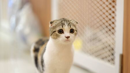 a very cute cat with a blur backgroundの写真素材