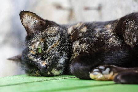 sleepy cat on the floorの写真素材