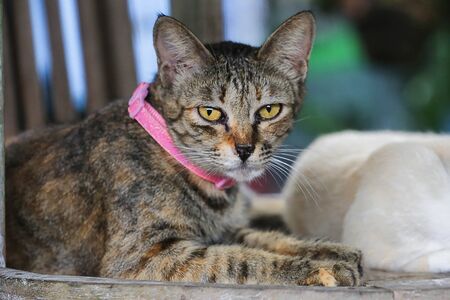 striped cats are sitting and sleepyの写真素材