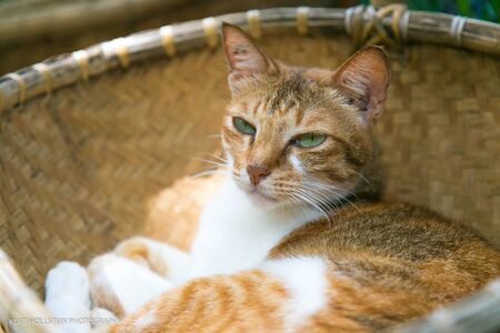 the orange cat is sleepy on the basketの写真素材