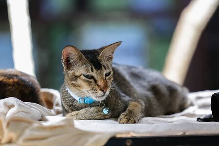 a sleepy cat on a mattress with motion blurの写真素材
