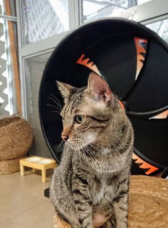 gray cat sitting relaxedの写真素材