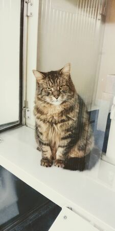 cat streaked and fat body with a white backgroundの写真素材