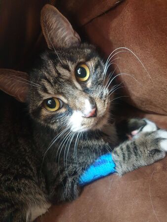 cute cat hiding on the couchの写真素材