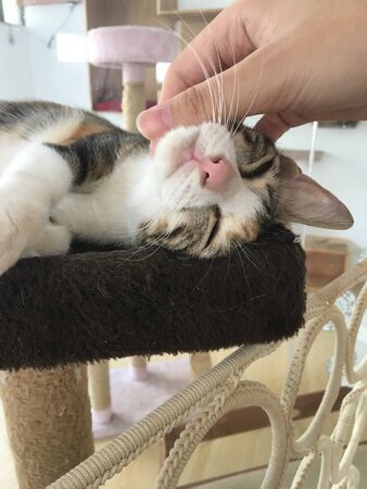 a cat that is overexcited when pettedの写真素材