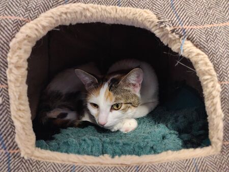 sleeping cat in the boxの写真素材