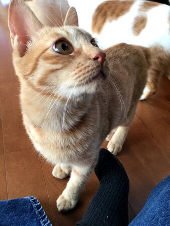 a cat with a cute and funny faceの写真素材