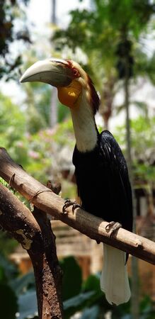 a black bird with a large beak perched on a tree trunkの写真素材