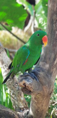 a small green bird is perched on a tree trunkの写真素材