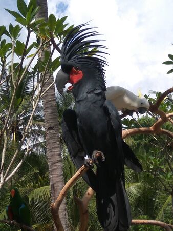 a black bird with beautiful feathers perched on a tree branchの写真素材