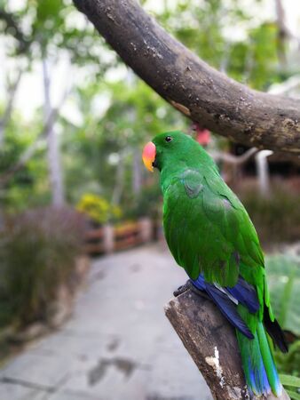 green bird perched on a tree trunk with motion blurの写真素材