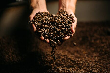brown coffee beans held by human handsの写真素材