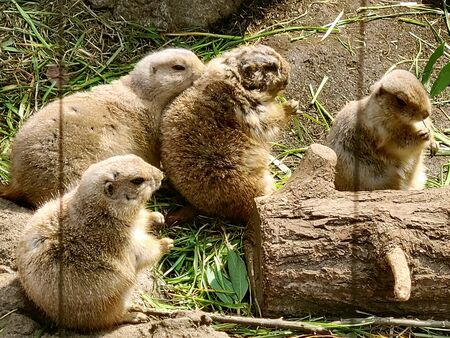 a marmot is eating plants in its cage