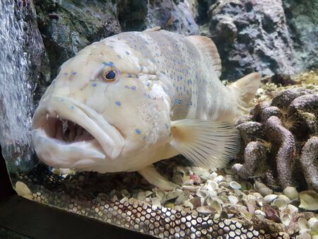 White fish with big mouth and sharp teeth in the aquarium