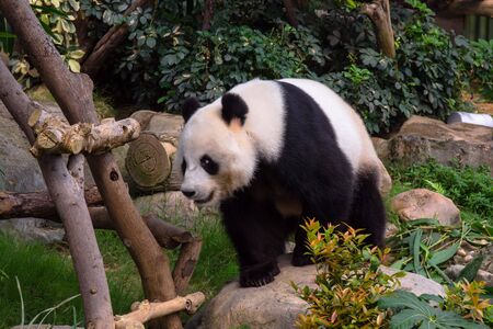 a panda is standing on a tree trunk in a zooの写真素材
