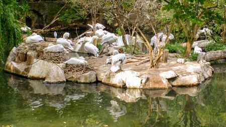 hordes of cranes by the water are playing with lots of treesの写真素材