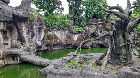hordes of monkeys are playing in cages with rivers and treesの写真素材