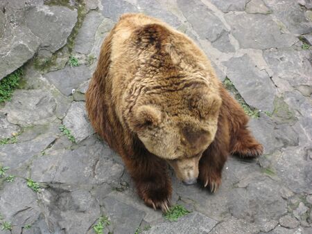 a bear is sitting in his cage in a zooの写真素材