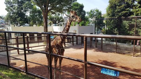 a giraffe in an iron cage with soil underneathの写真素材