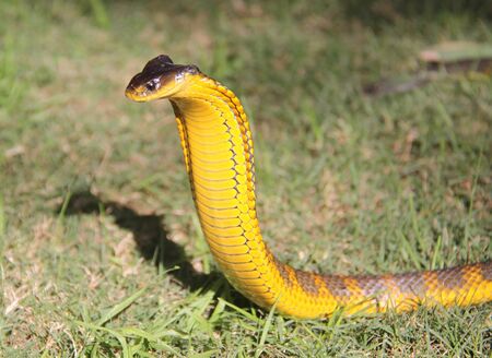 a yellow snake with a black color is preparing to attack its prey on the grass