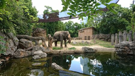 Eating elephants are eating on the edge of the lake in a cageの写真素材