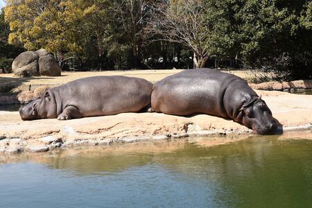 two hippopotamus are sunbathing and sleeping on the edge of the water in the cageの写真素材