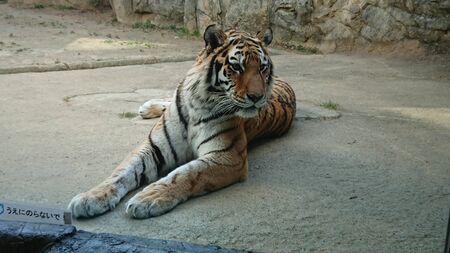 a tiger is sitting leisurely on the concrete in its cageの写真素材
