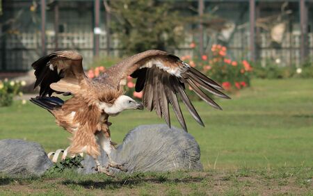 a brown eagle is preying on its prey on the grass