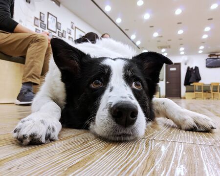 a dog with white and black ears sleeping on the floorの写真素材