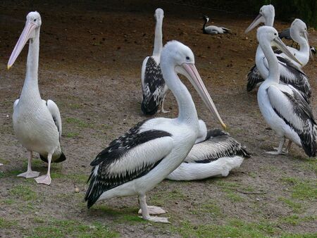the white herons are on the edge of the waterの写真素材