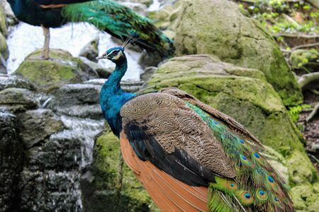 a peacock with beautiful feather colorsの写真素材