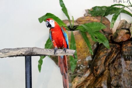 a red feather parrot perched on a tree trunkの写真素材