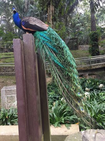 a peacock showing off its beautiful feathersの写真素材
