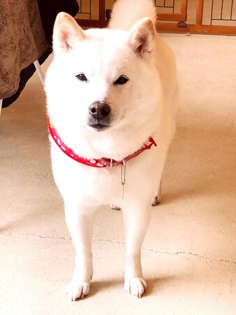 a white dog with a cute and cute faceの写真素材