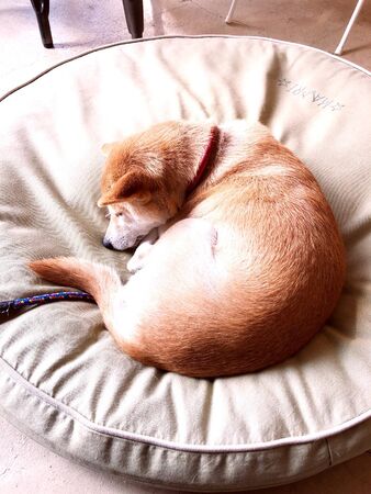 a brown dog sleeping in a circle on a pillowの写真素材