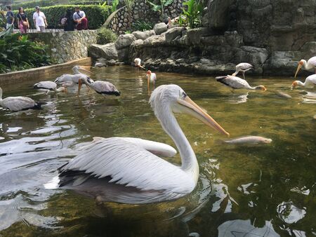a white heron swimming in the riverの写真素材