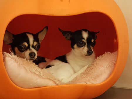 two dogs are sitting in their houseの写真素材
