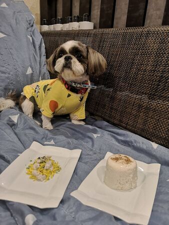 a small and cute dog wearing a yellow shirt is sittingの写真素材
