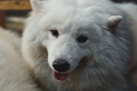a white dog with a blur backgroundの写真素材