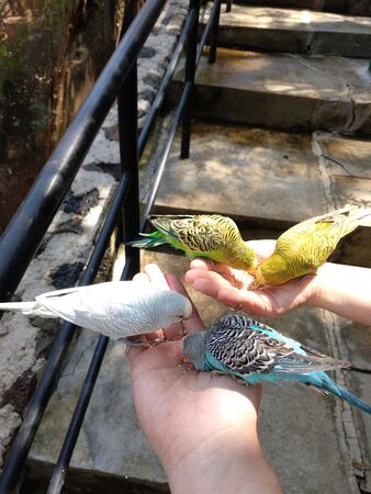 four parrot birds were eating grains given by humans
