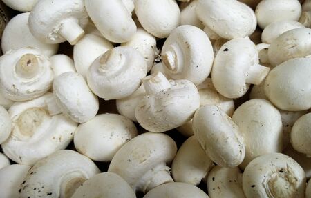 white circle mushrooms in one container