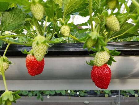 Strawberry fruit grows in a closed gardenの写真素材
