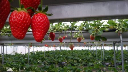 bright red strawberries grow hanging in a closed gardenの写真素材