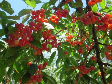 many bright red lychees grow on the treeの写真素材