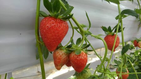 bright red strawberries grow hanging in a closed gardenの写真素材