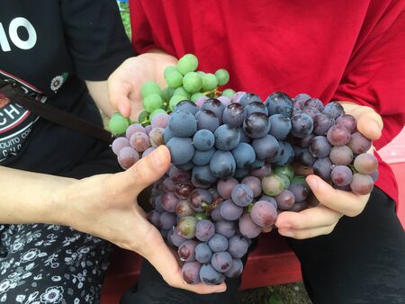 many purple grapes in human handsの写真素材