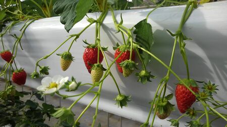 bright red and white strawberries grow hanging in a closed gardenの写真素材