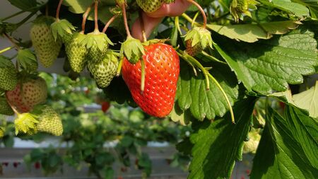 strawberry fruit bright red and fresh grow hanging in a closed gardenの写真素材