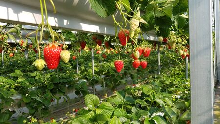 strawberry fruit grows hanging with green leaves in a closed gardenの写真素材